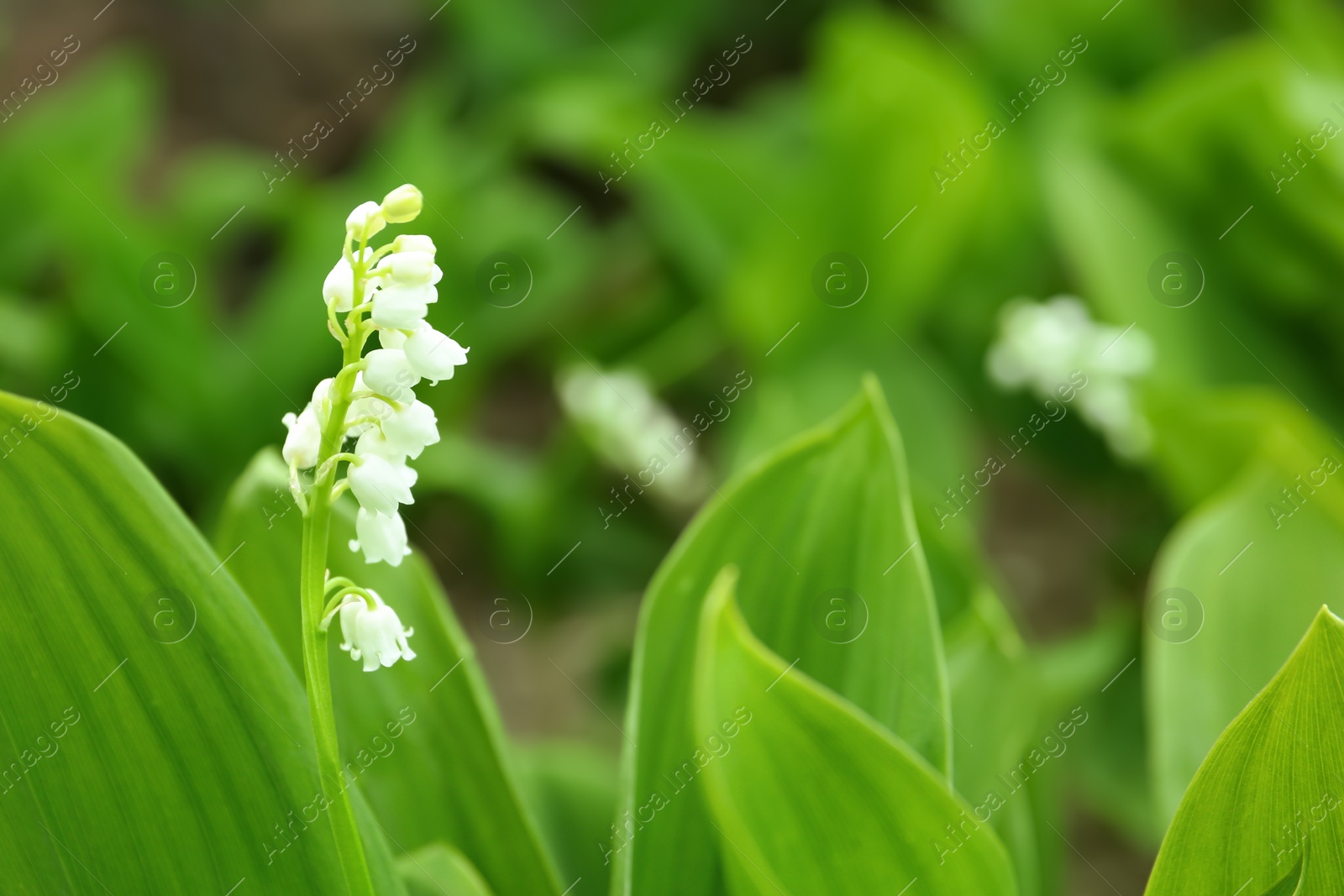 Photo of Beautiful lily of the valley outdoors on spring day, closeup