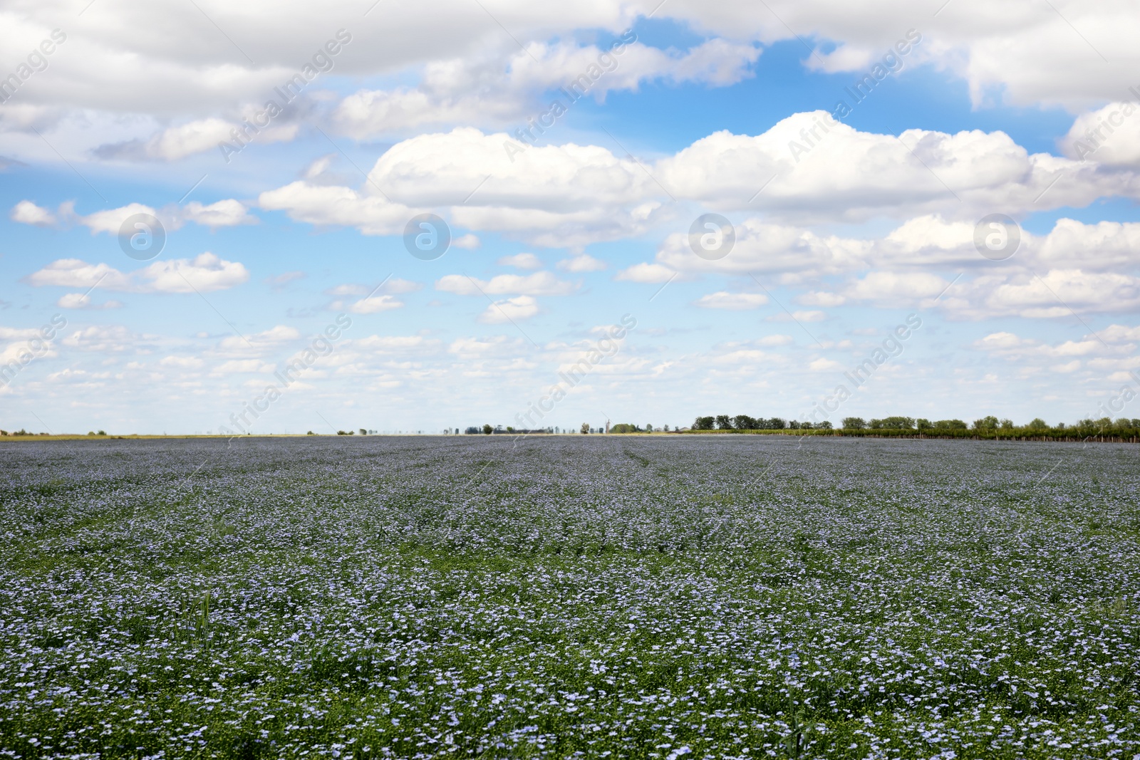 Photo of Beautiful view of blooming flax field on summer day