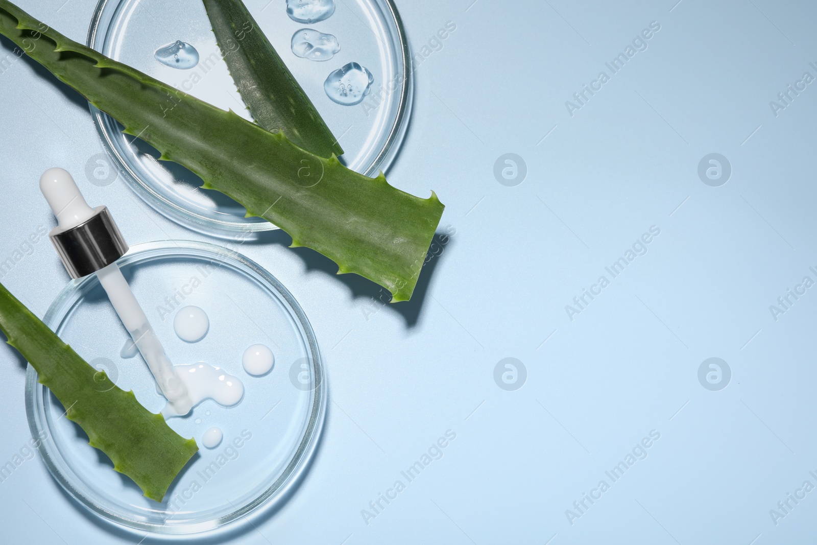 Photo of Petri dishes with cosmetic products, pipette and aloe vera leaves on light blue background, flat lay. Space for text