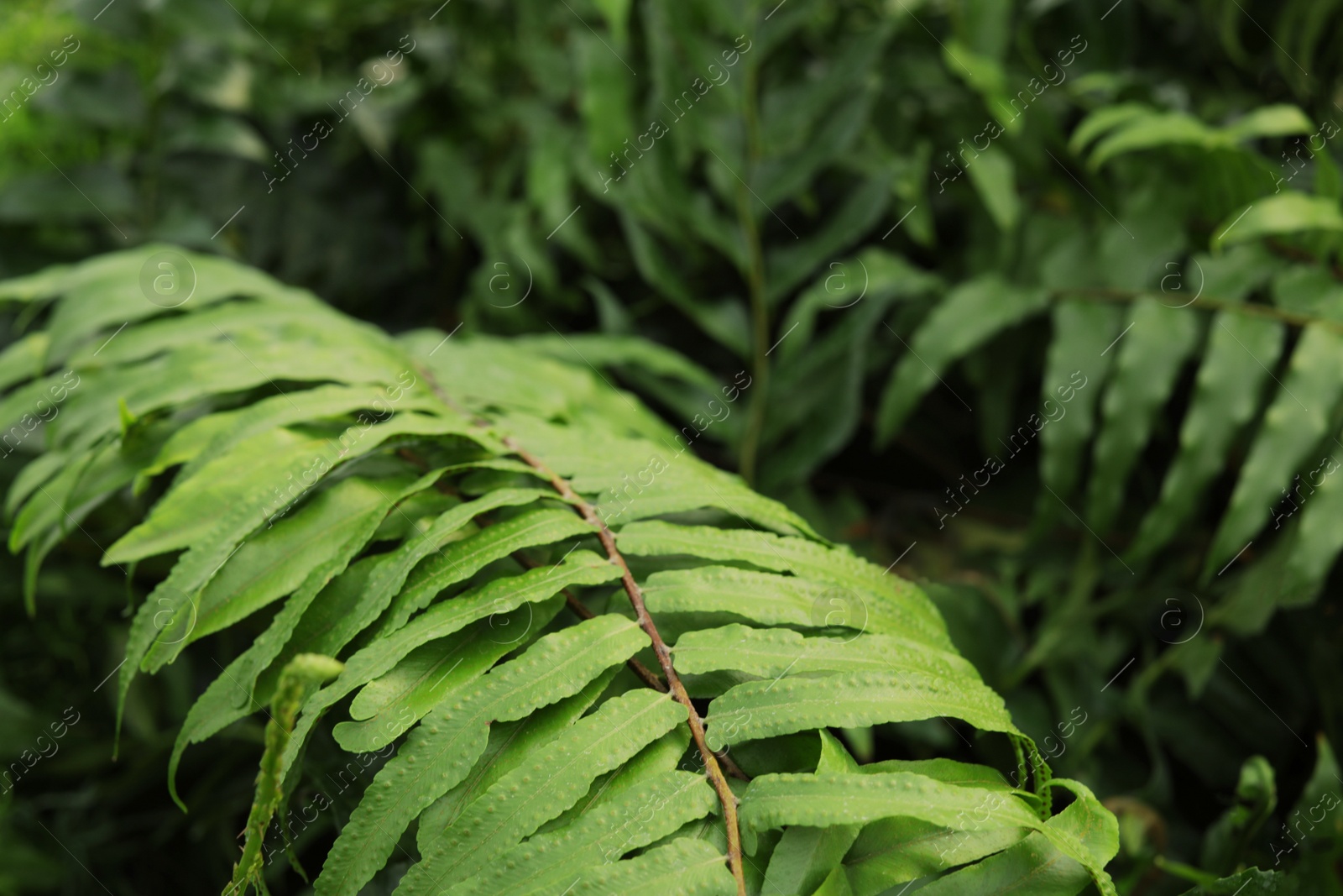 Photo of Fresh growing fern, closeup view. Home gardening