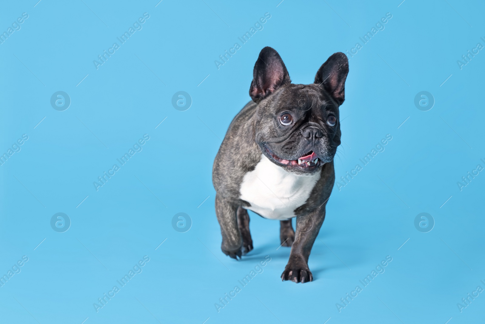 Photo of Adorable French Bulldog on light blue background, space for text. Lovely pet