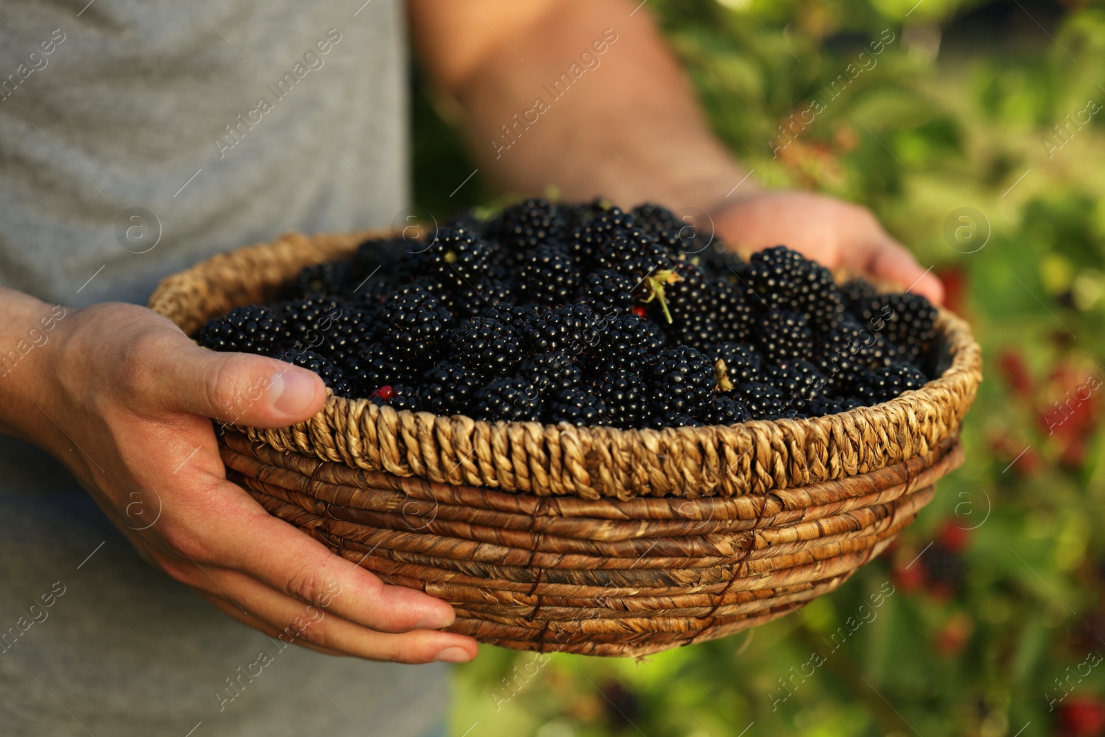 Photo of Woman holding wicker bowl with ripe blackberries outdoors, closeup