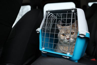 Photo of Travel with pet. Cute cat in carrier inside car, space for text