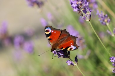 Photo of Beautiful butterfly in lavender field on sunny day, closeup