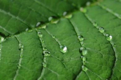 Photo of Texture of green leaf with water drops as background, macro