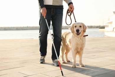 Photo of Guide dog helping blind person with long cane walking in city