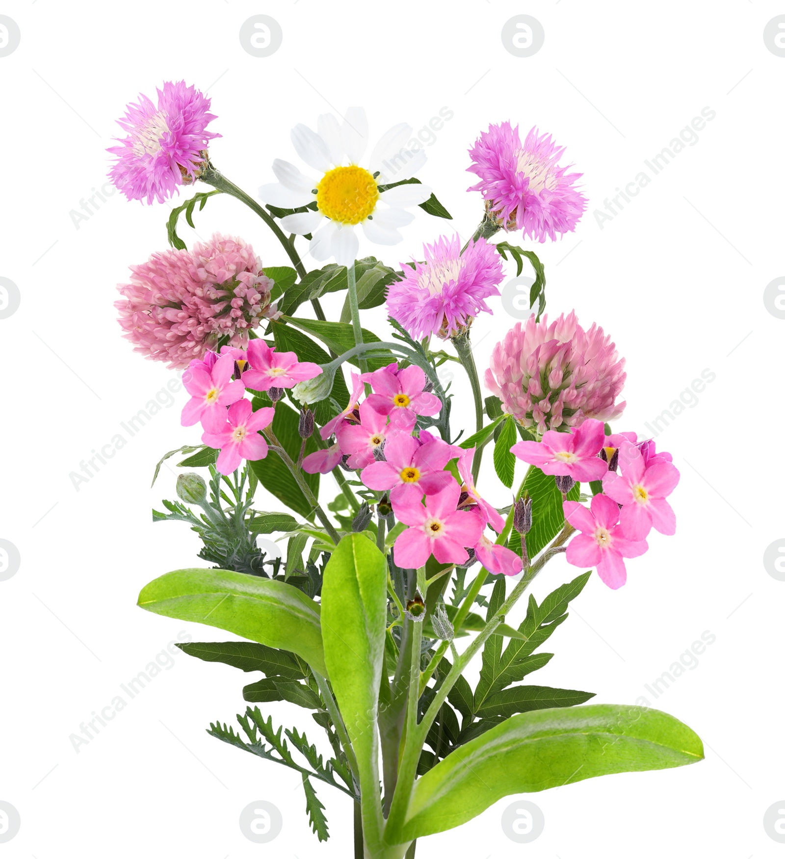 Image of Bouquet of beautiful meadow flowers isolated on white