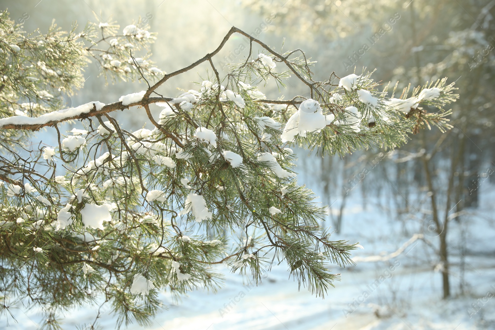 Photo of Beautiful sunlit tree branch covered with snow in forest. Winter season