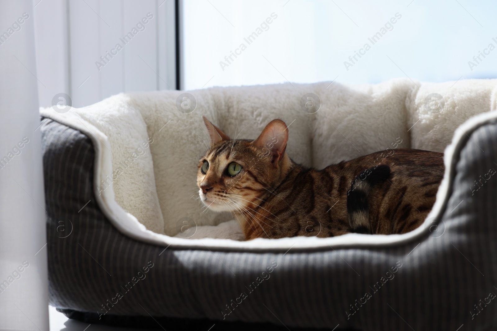 Photo of Cute Bengal cat lying on pet bed on windowsill at home