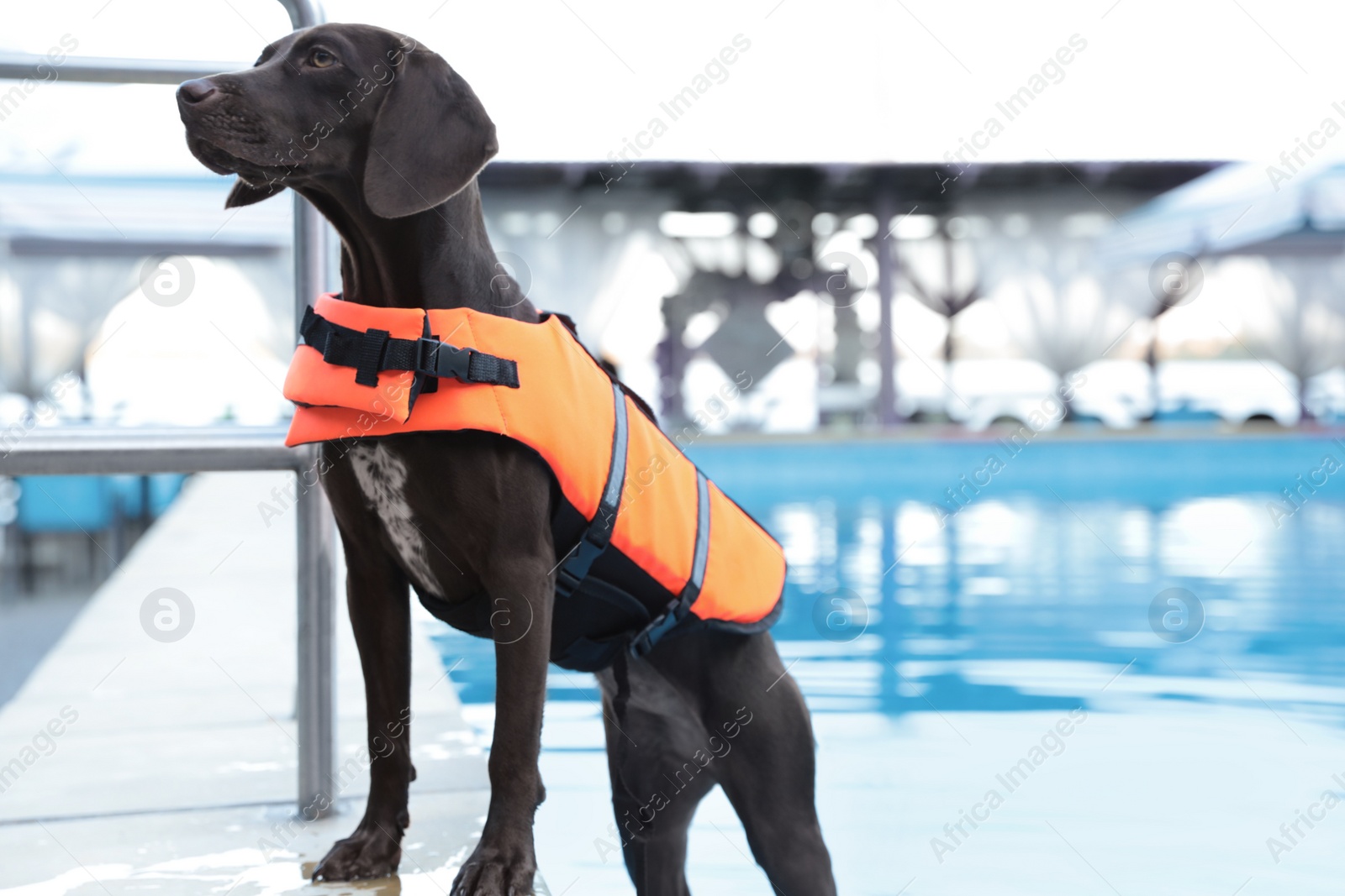 Photo of Dog rescuer wearing life vest in swimming pool outdoors