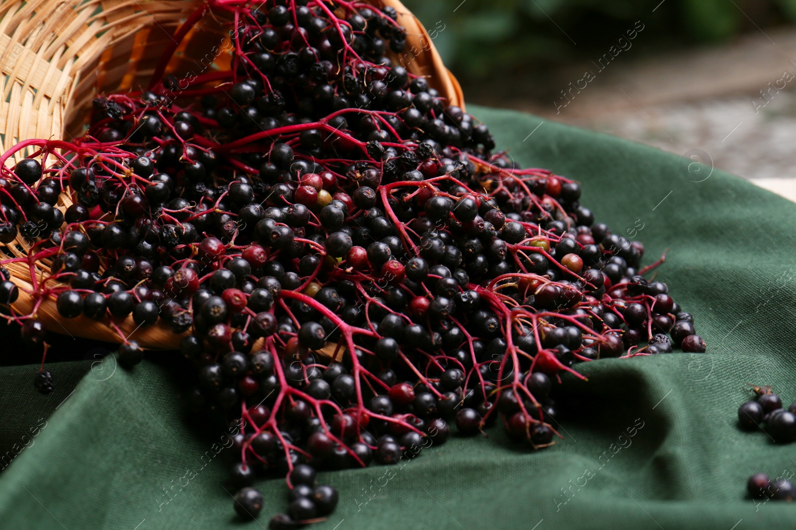 Photo of Tasty elderberries (Sambucus) on dark green cloth, closeup