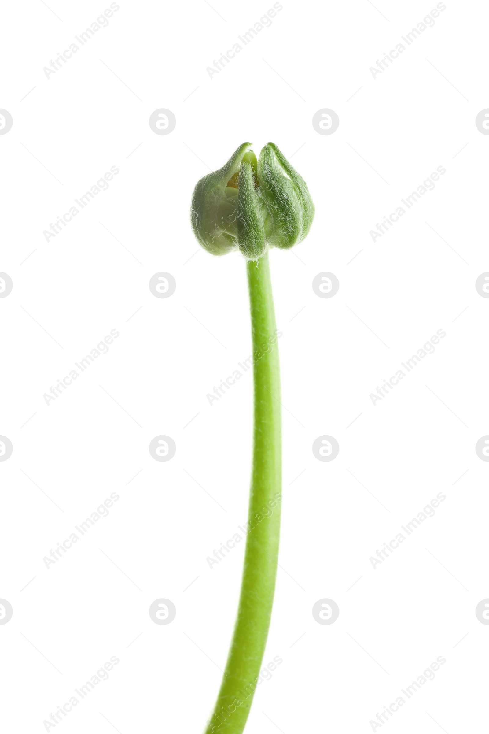 Photo of Bud of ranunculus flower on white background