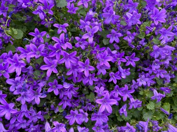 Beautiful bellflowers growing in garden, closeup view