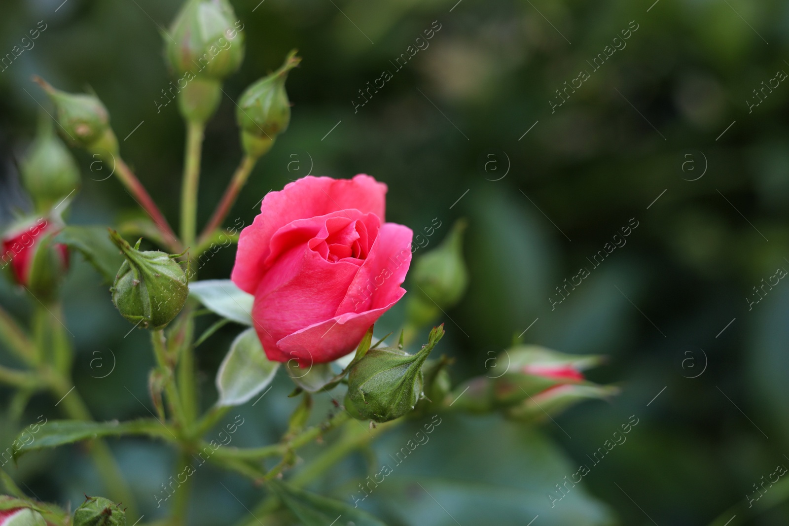 Photo of Beautiful pink rose and buds on bush outdoors, closeup. Space for text