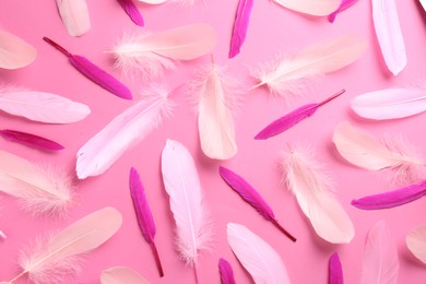 Photo of Bright different feathers on pink background, flat lay