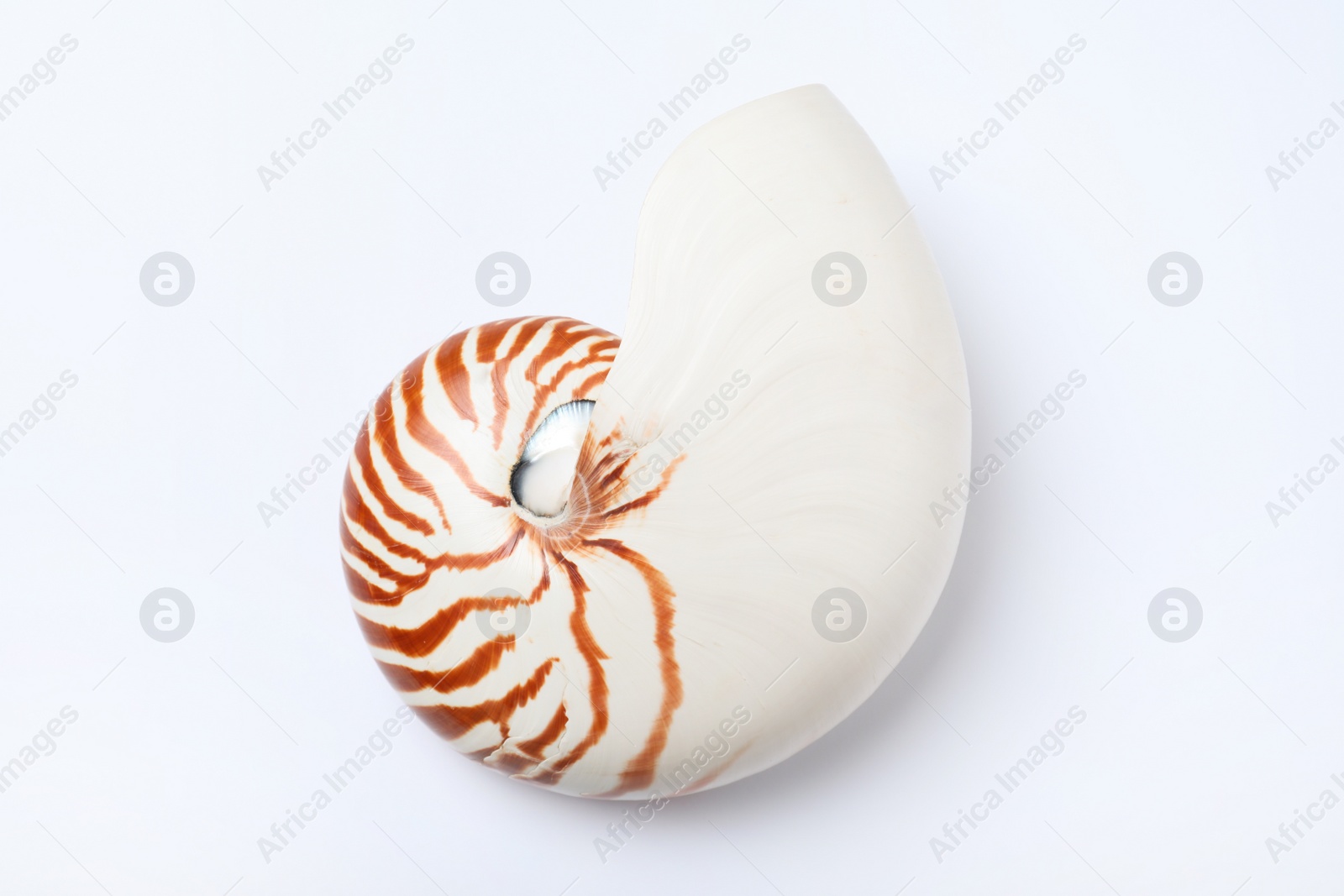 Photo of Nautilus shell on white background, top view