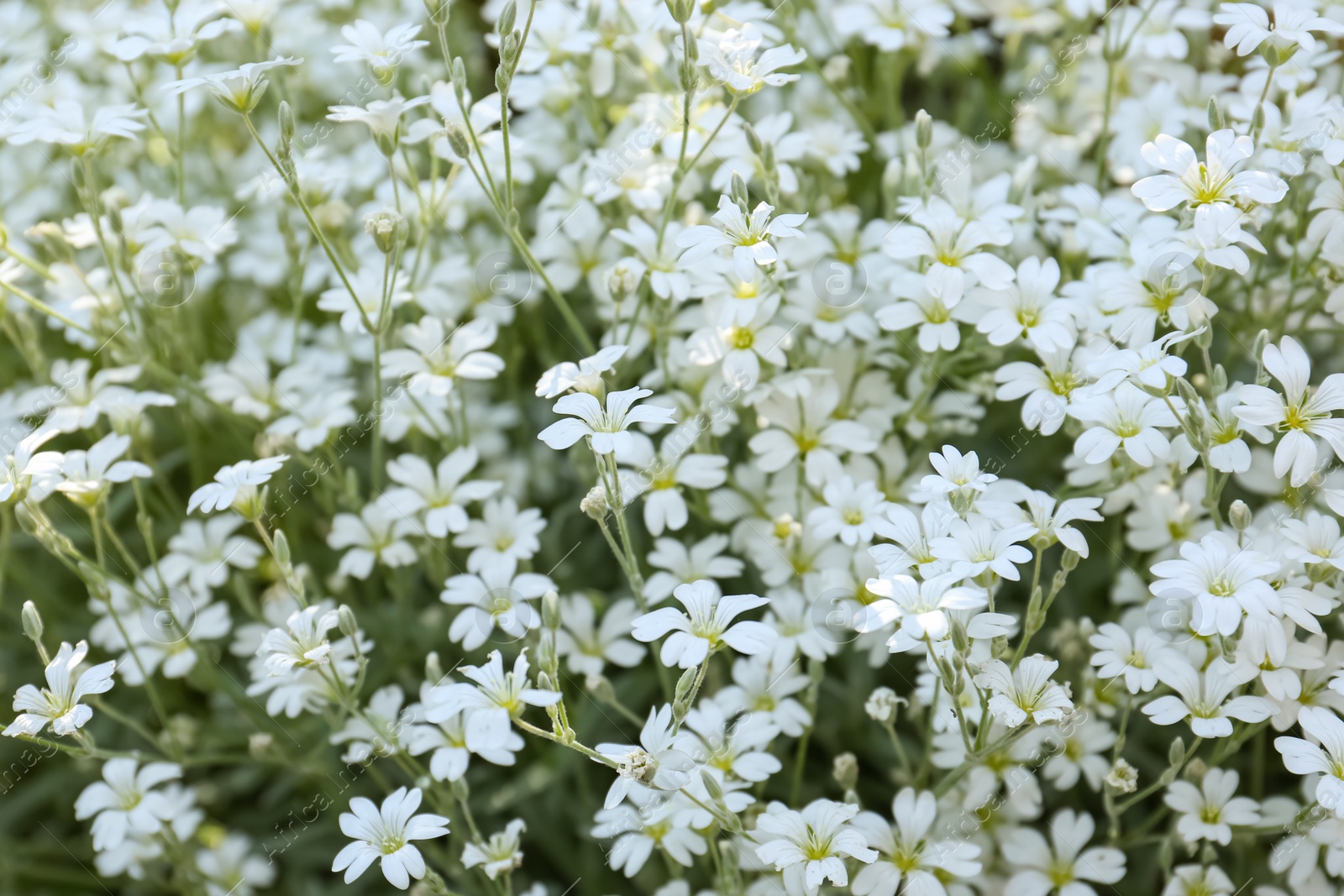 Photo of Beautiful white snow-in-summer flowers outdoors, closeup view