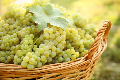 Photo of Wicker basket with fresh ripe grapes in vineyard on sunny day, closeup