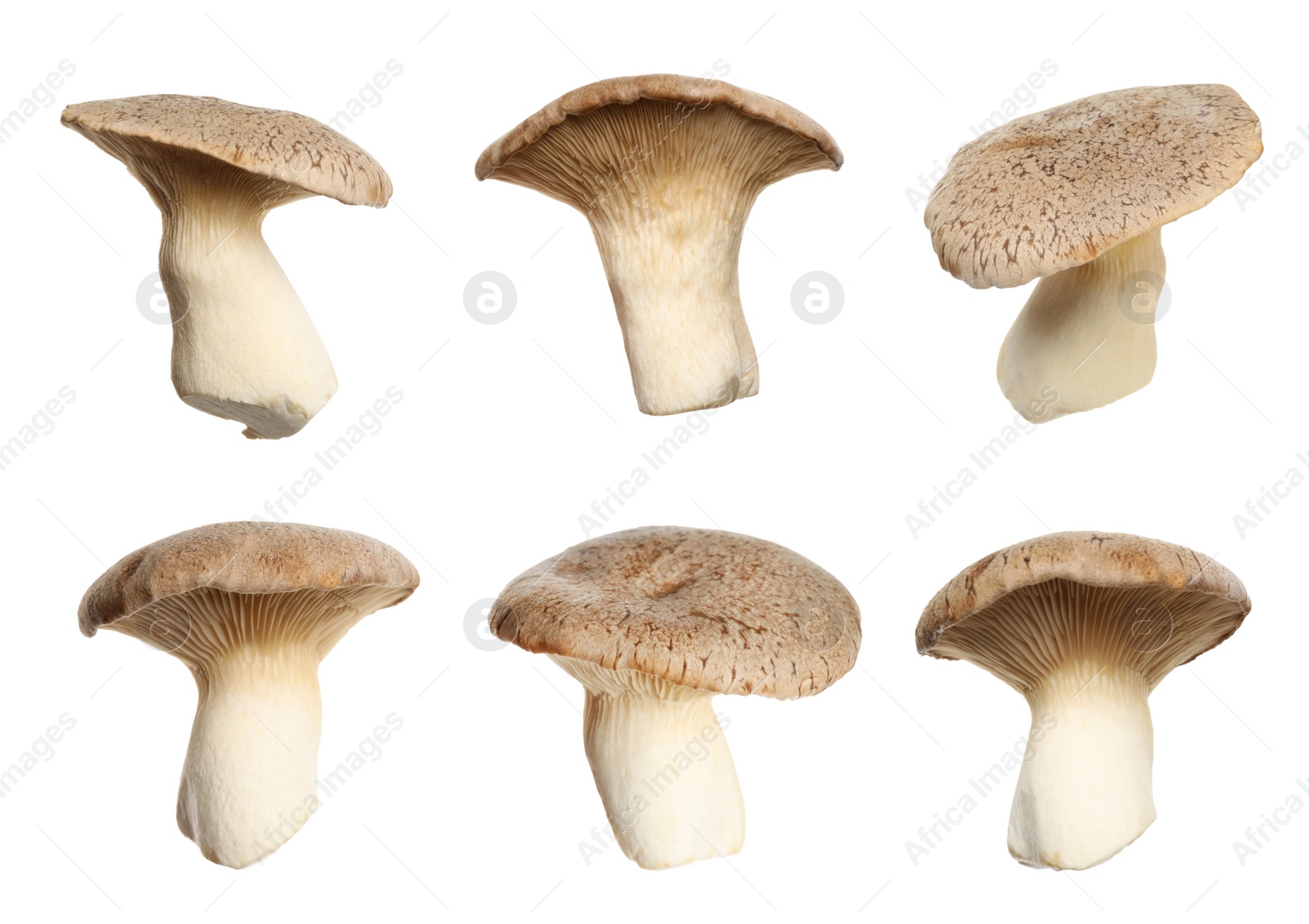 Image of Set of fresh king oyster mushrooms on white background