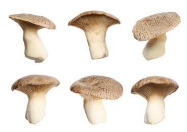 Set of fresh king oyster mushrooms on white background