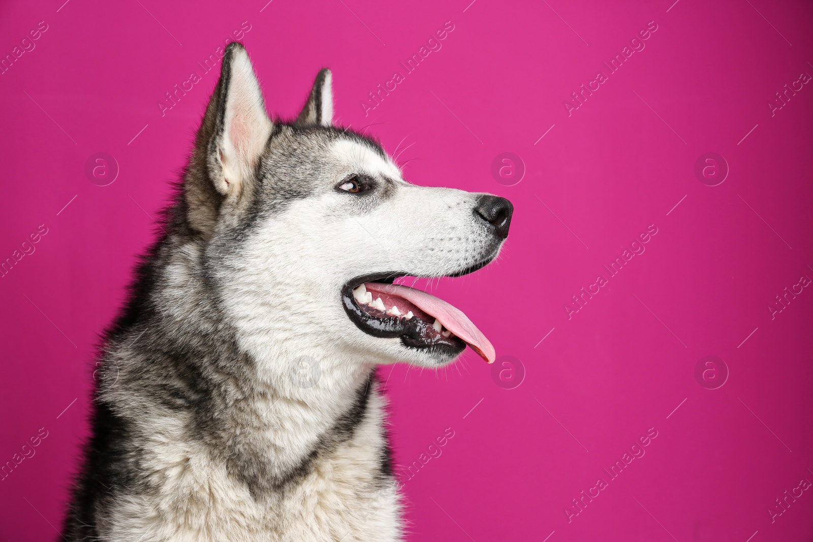 Photo of Cute Alaskan Malamute dog on color background