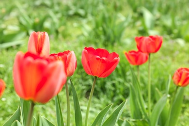 Photo of Beautiful flowers on spring day