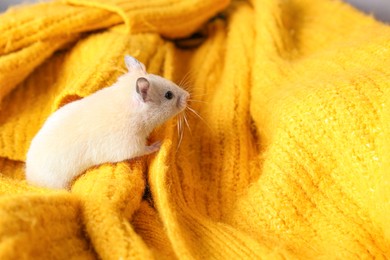 Cute little hamster on yellow knitted sweater