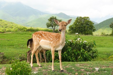 Photo of Beautiful deer on green grass in safari park