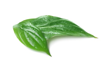 Photo of Green leaves with water drops isolated on white