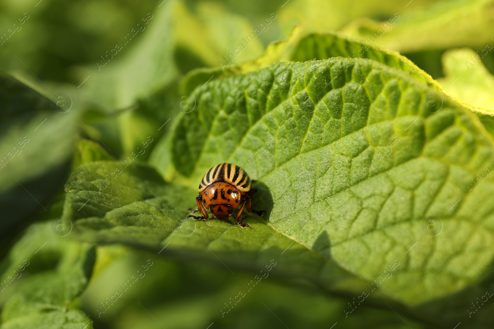 Photo of Colorado potato beetle on green plant outdoors, closeup