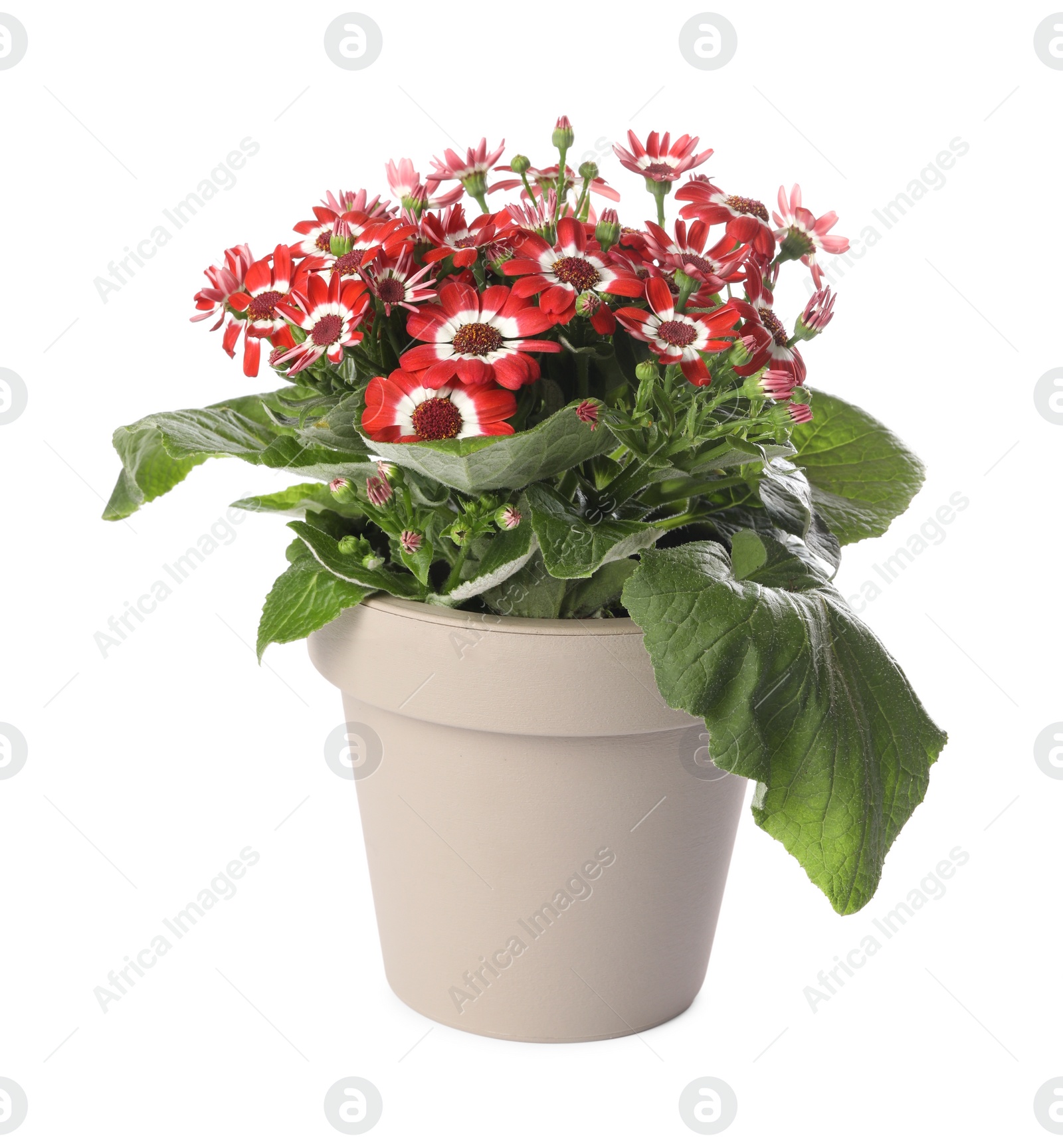 Photo of Beautiful red cineraria plant in flower pot isolated on white