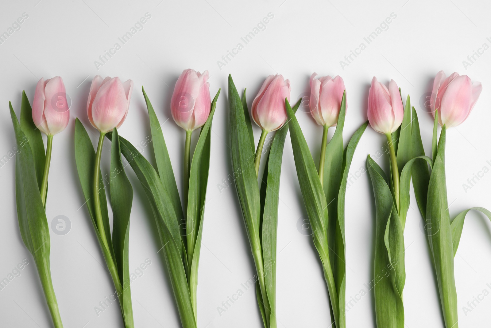 Photo of Beautiful pink spring tulips on white background, top view