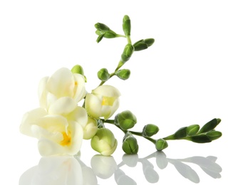 Photo of Beautiful fresh freesia flowers isolated on white