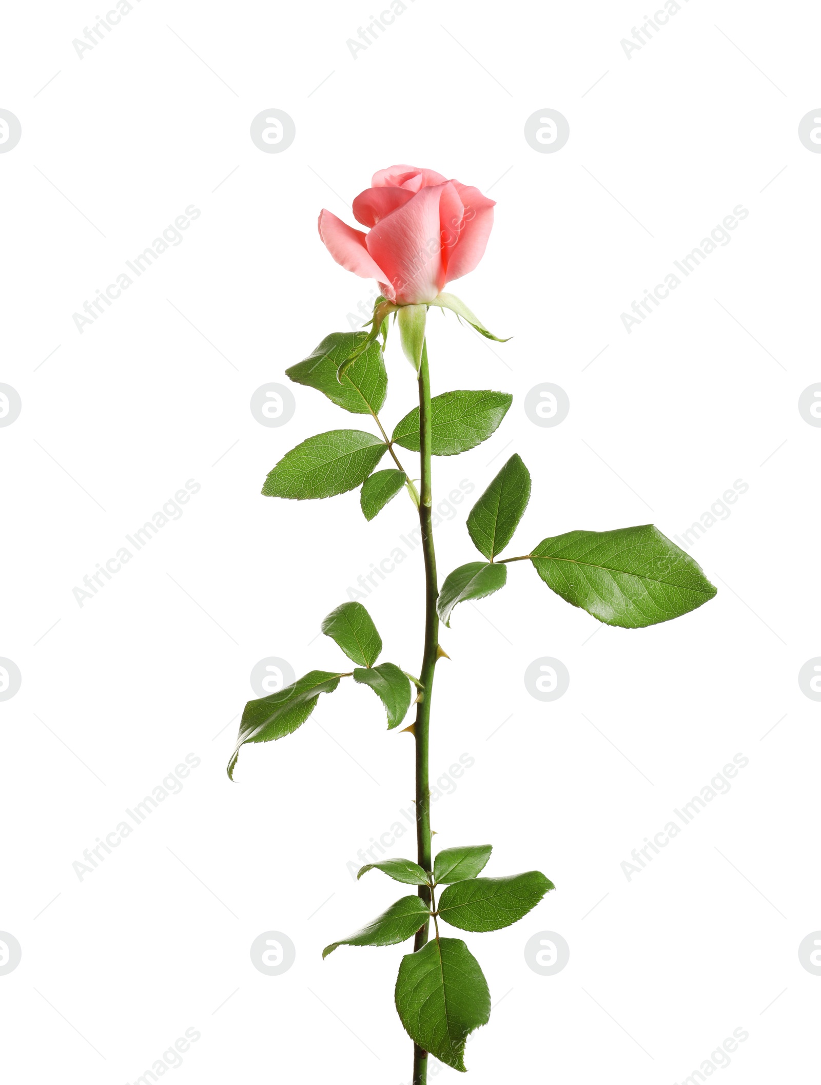 Photo of Beautiful rose flower on white background