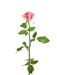 Photo of Beautiful rose flower on white background