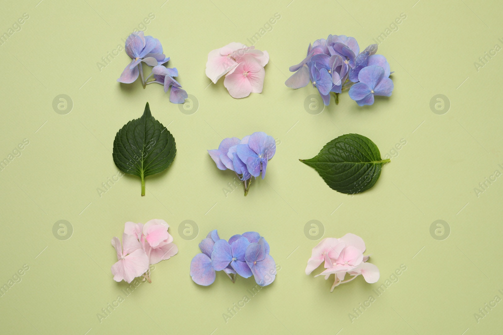 Photo of Beautiful hortensia flowers with leaves on light green background, flat lay