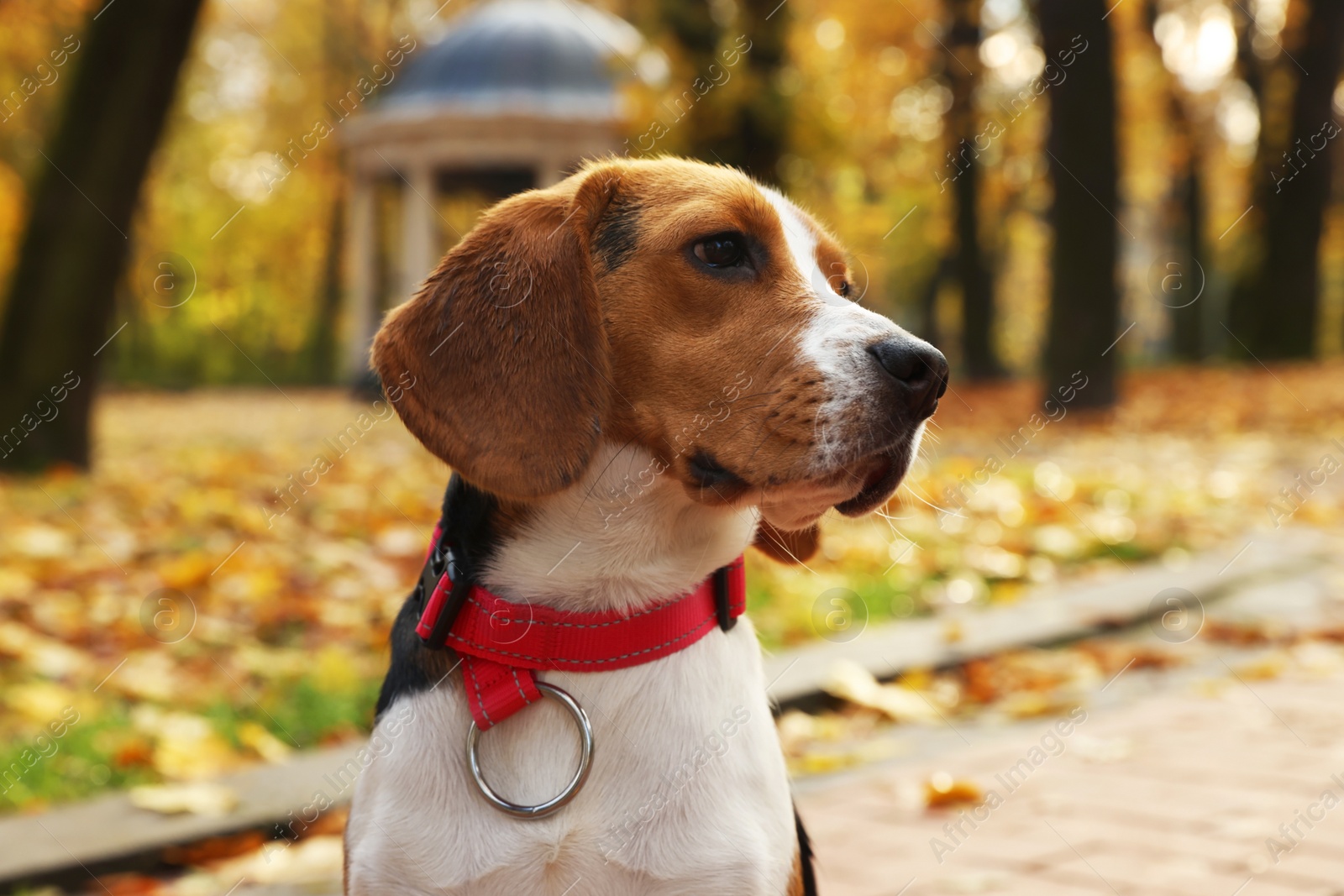 Photo of Adorable Beagle dog in stylish collar in autumn park