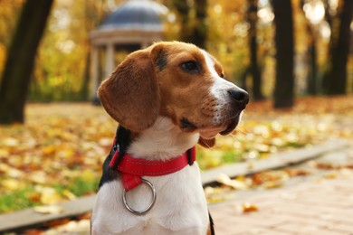 Adorable Beagle dog in stylish collar in autumn park