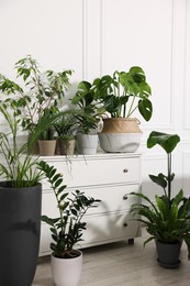 Cozy room interior with different potted green houseplants and chest of drawers