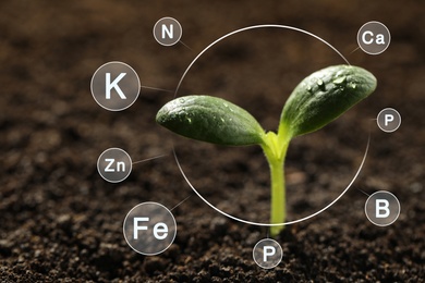 Image of Mineral fertilizer. Young seedling growing in soil, closeup