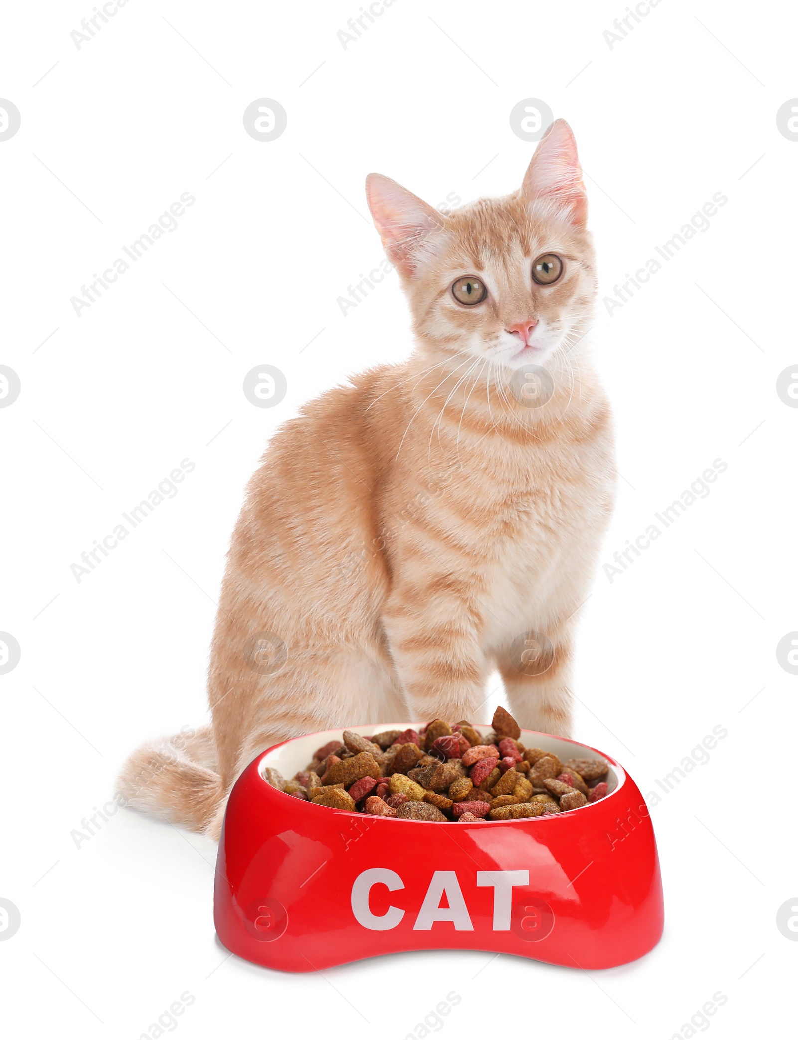 Image of Cute yellow cat and feeding bowl with dry food on white background. Lovely pet