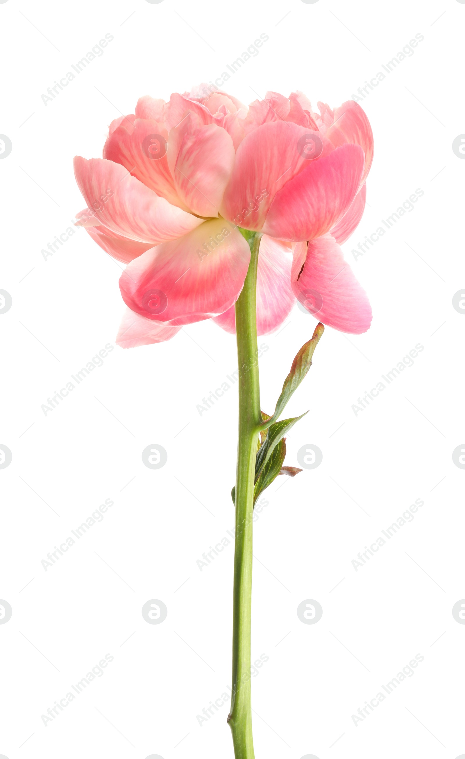 Photo of Beautiful blooming pink peony isolated on white