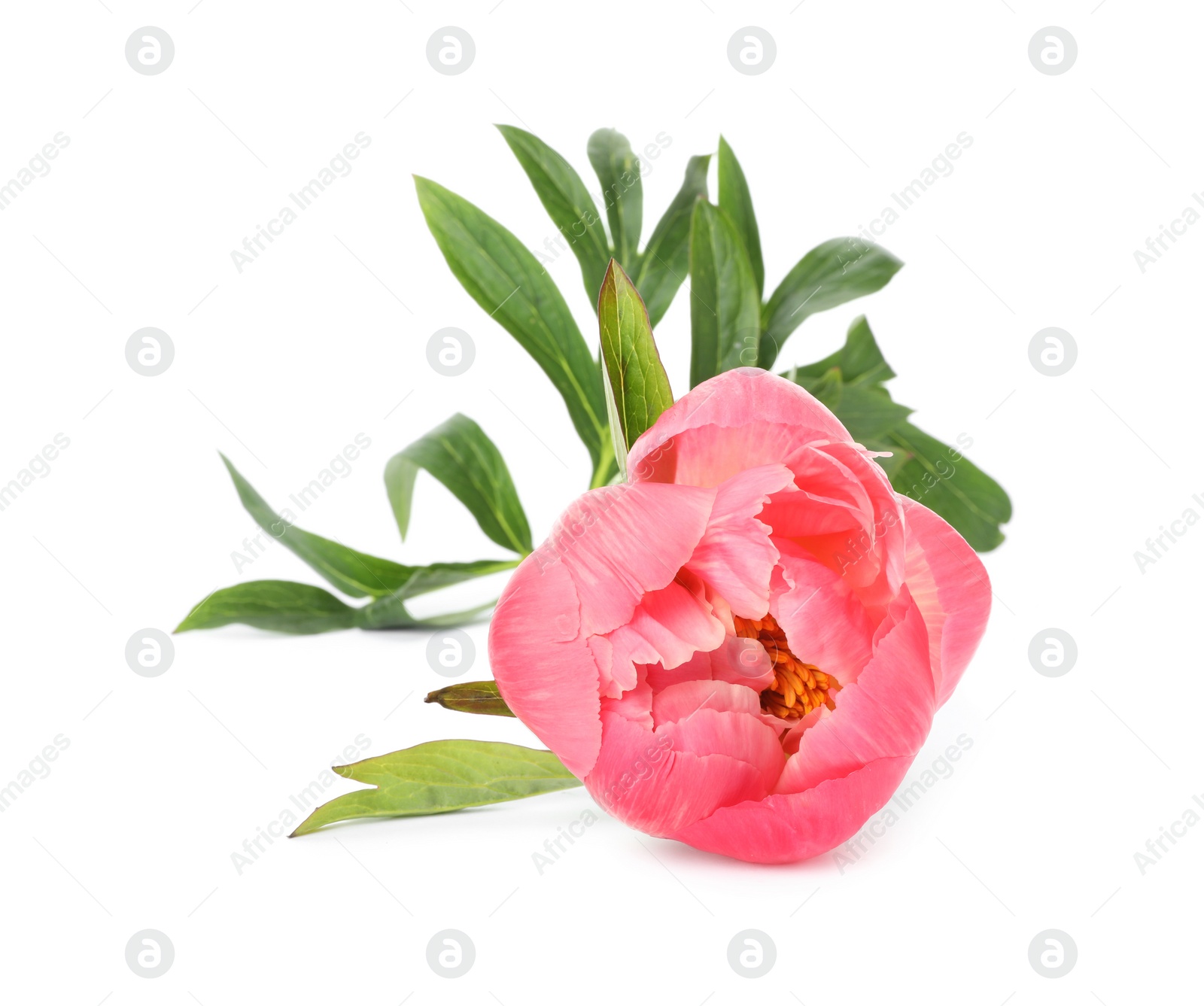 Photo of Beautiful pink peony bud isolated on white