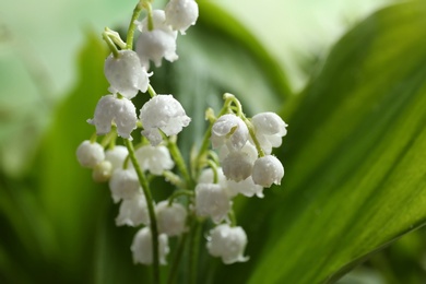 Photo of Beautiful fragrant lily of the valley, closeup. Space for text