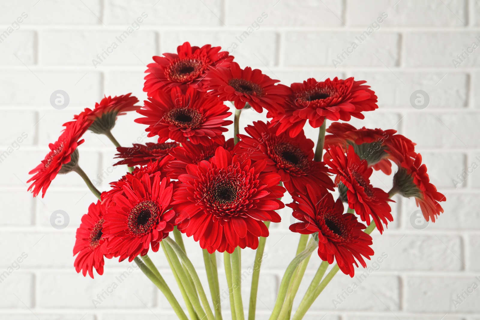 Photo of Bouquet of beautiful red gerbera flowers near white brick wall