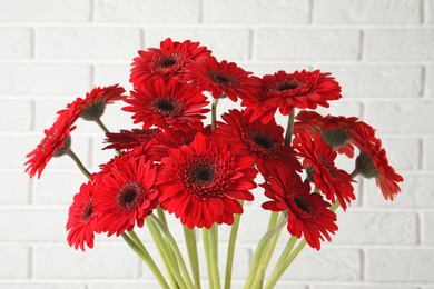 Bouquet of beautiful red gerbera flowers near white brick wall