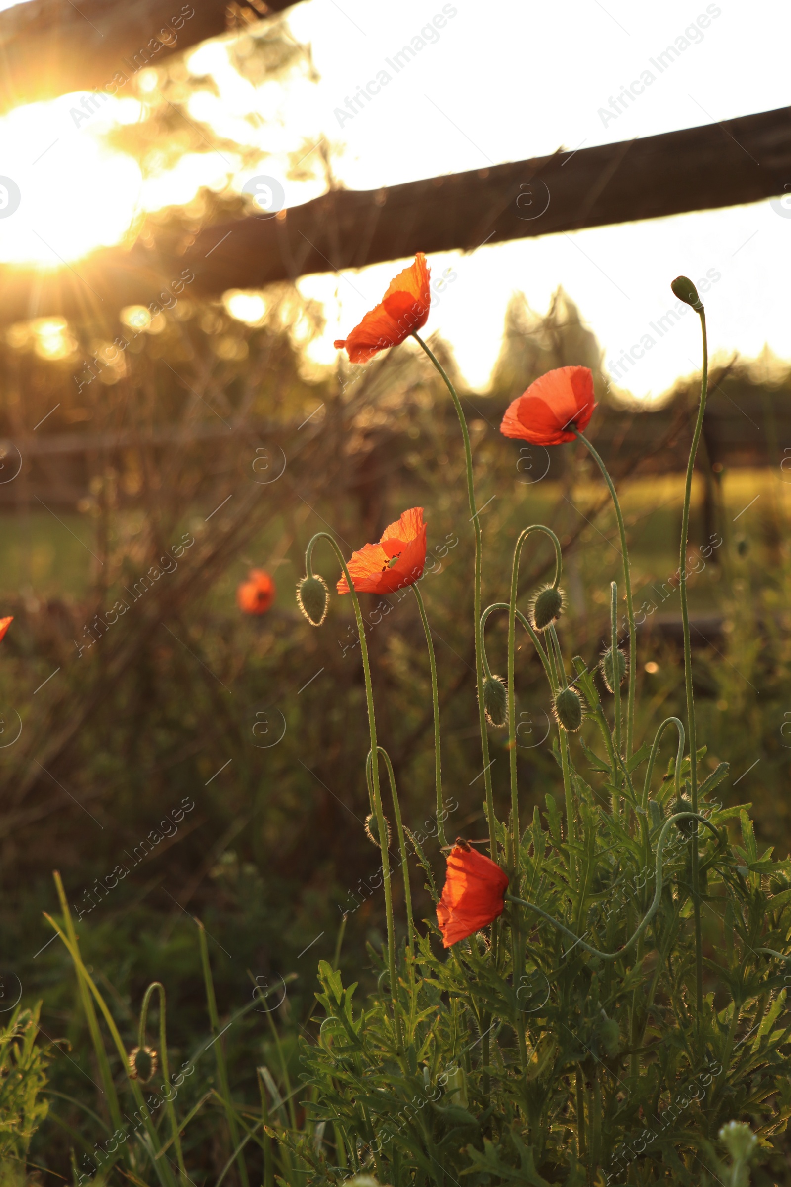 Photo of Picturesque view of countryside with wooden fence and blooming red poppies in morning