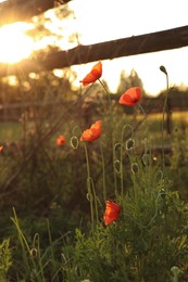 Picturesque view of countryside with wooden fence and blooming red poppies in morning