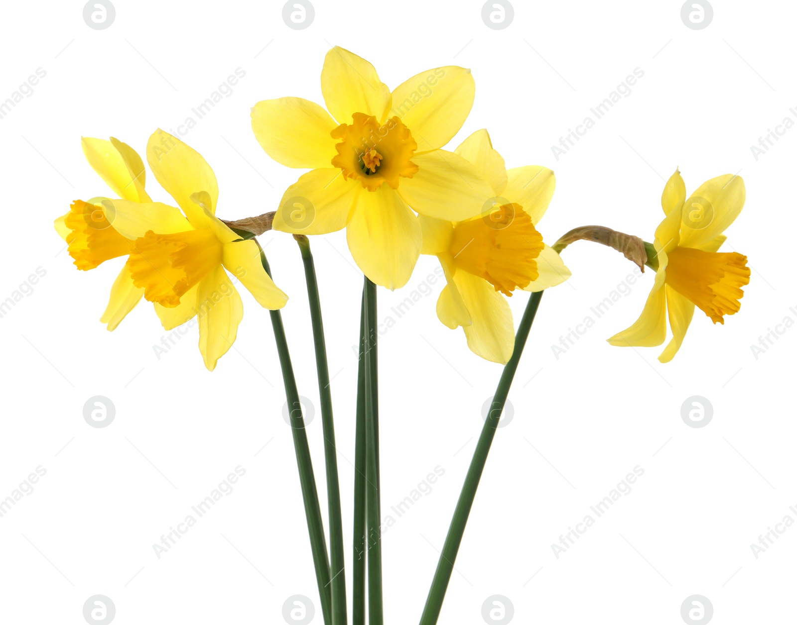 Photo of Beautiful blooming yellow daffodils on white background