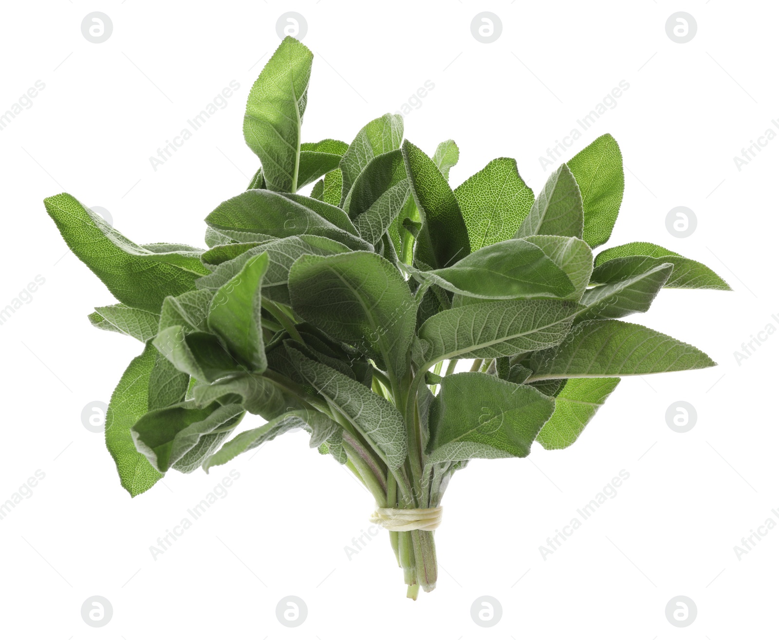 Photo of Bunch of fresh sage leaves on white background